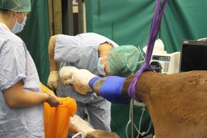 Mayes and Scrine Equine Surgery